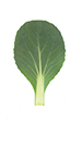 Pac Choi