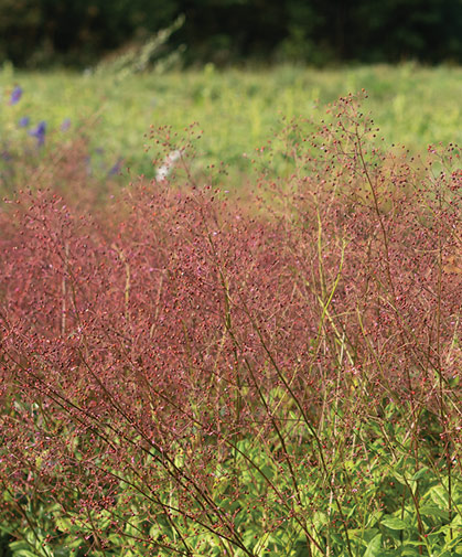 Talinum paniculatum (Jewels of Opar) in bloom at Johnny's research farm.