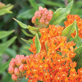 How to Grow Asclepias (Butterfly Weed)