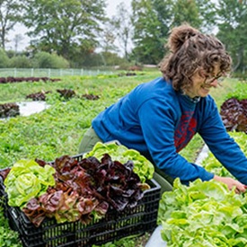 Key Growing Information