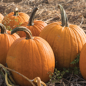 How to Grow Pumpkins