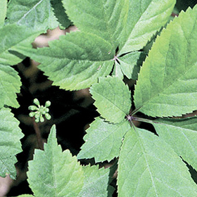 How to Grow American Ginseng