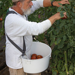 Hoss Tools Over-the-Shoulder Harvesting BucketHarvest with Both Hands! 