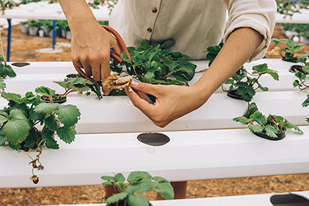 Prune stoloniferous and vining crops