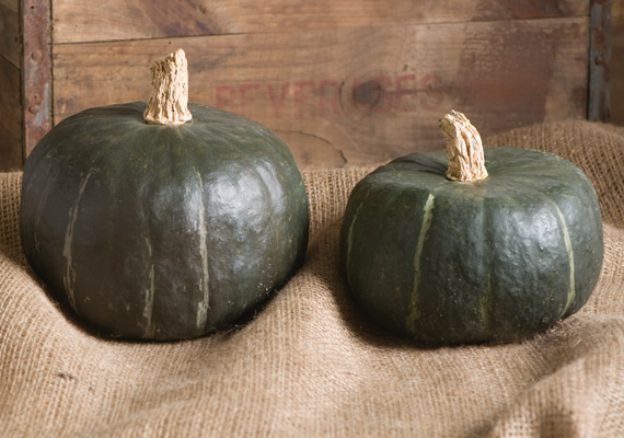 Buttercup Squash