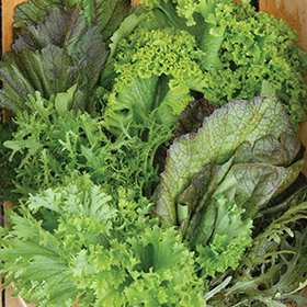 How to Grow Mustard Greens