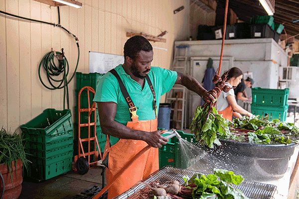 Beets, wash and pack shed, Harvest Tide Organics, Bowdoinham, Maine