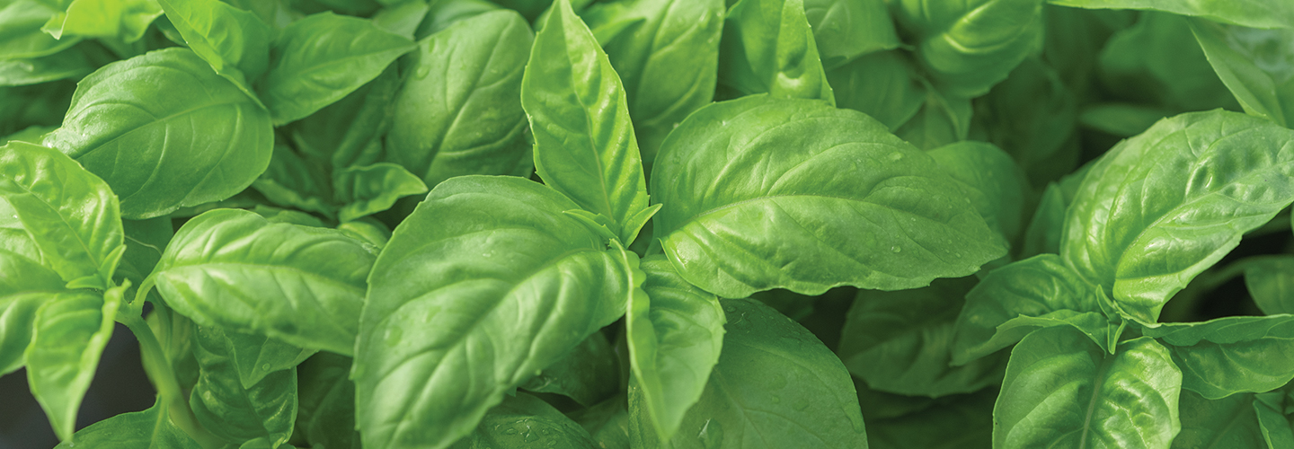 basil leaves on plant