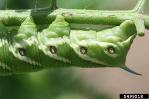 Tomato hornworm, larval stage of 5-spotted hawkmoth