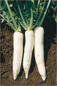 Summer Cross No. 3 Daikon