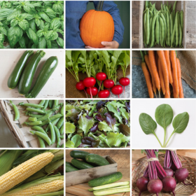 for beginner gardeners