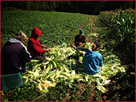 Corn field harvest