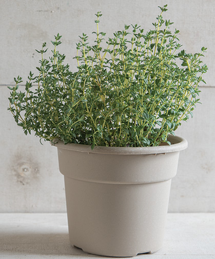 Thyme disk in its pot at maturity.