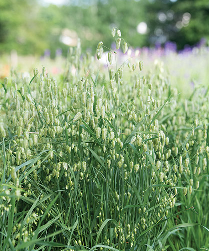 Greater Quaking Grass (Briza maxima), grown for ornamental use.