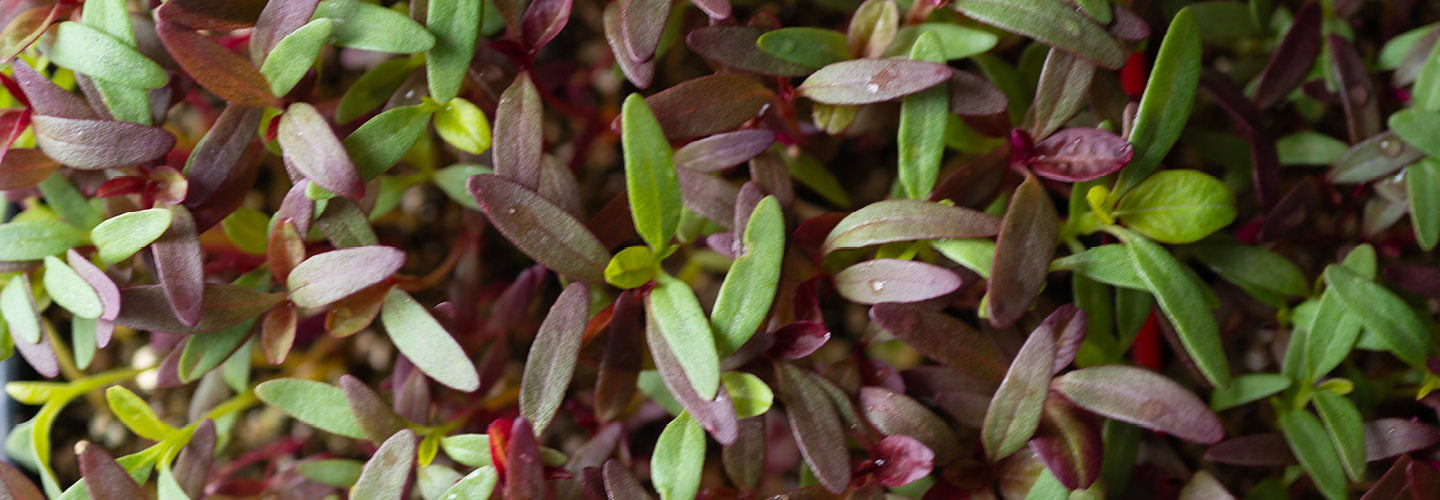 Register for our webinar