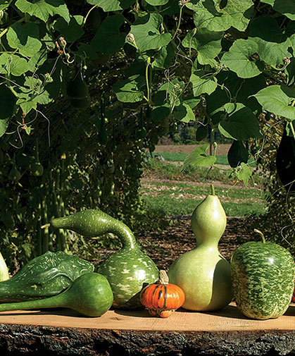 A selection of gourds, including bottle/birdhouse and turk's cap types, in front of a "gourd tunnel."