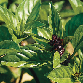Bulk Cinnamon Basil Seed