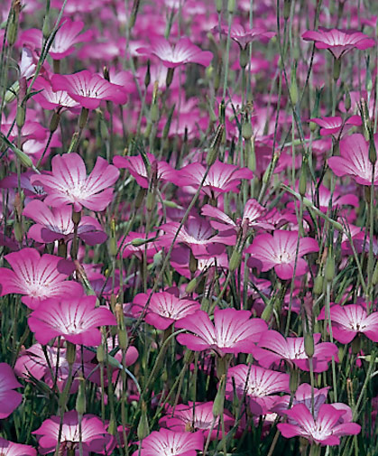 Patch of agrostemma flowers, also known as corn cockle, in full bloom.