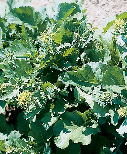Broccoli raab, a cool-season crop sown in average soil in early spring as soon as the soil is workable.