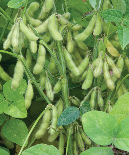 This variety of soy beans is delicious when eaten fresh as edamame.