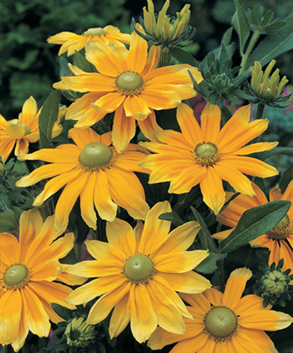 A cultivar of rudbeckia with gorgeous green eyes, rather than the traditional black of the black-eyed Susans.