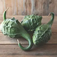 dinosaur gourd