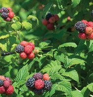 Tahi Raspberries