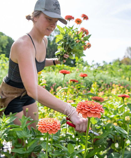 A row of several zinnia varieties in our recent trials, from which we selected the top-performing cultivars.