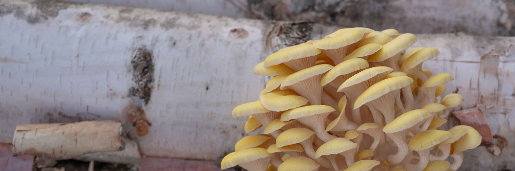 Golden Oyster growing on a birch log