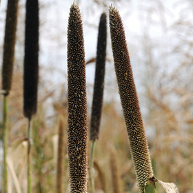 How to Grow Pearl Millet