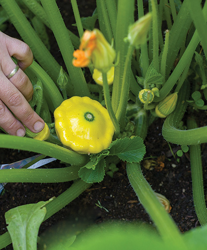 Harvesting diminutive patty pan fruits; plants are bushier than other summer squashes, but vines still require plenty of room.