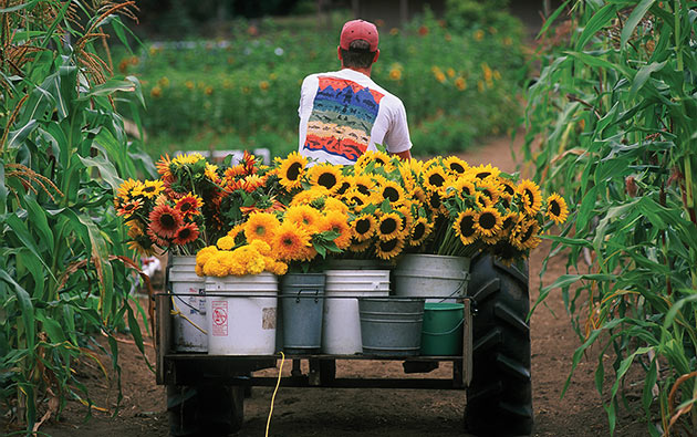 Johnny's Sunflower Succession-Planting Programs