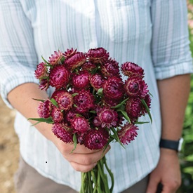 Cranberry Rose Strawflower Seed