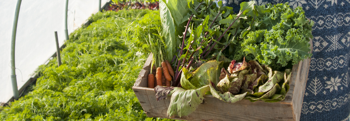 Harvested winter crops