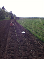 Sunflower planting