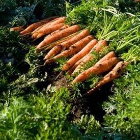 When to Harvest • How to Store • Recommendations for Best Eating Quality & Shelf Life