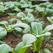 Brassica Greens