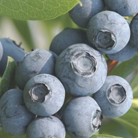 Blueberry planting program