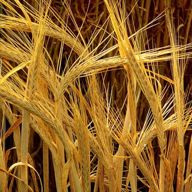 6-row Barley
