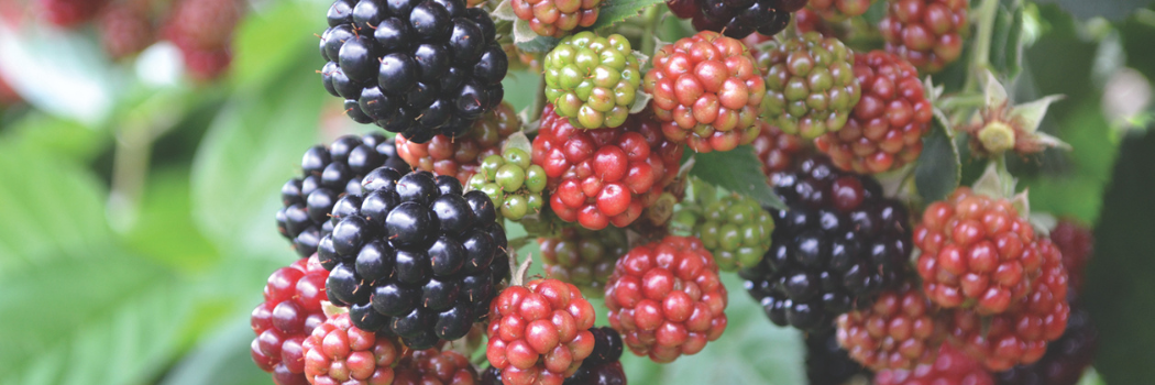 Blackberries