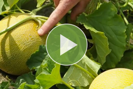 video on when galia melons are ready to harvest