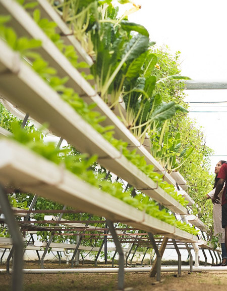 Once present, insects and other small, damaging life forms can be very persistent in the hydroponic setting