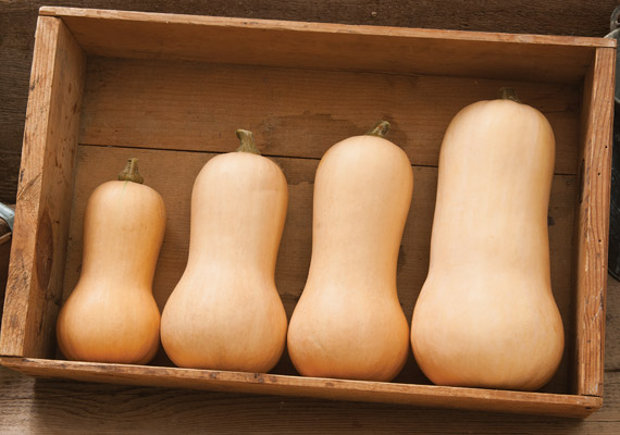 Butternut Squash Varieties