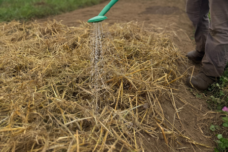 watering cover crop