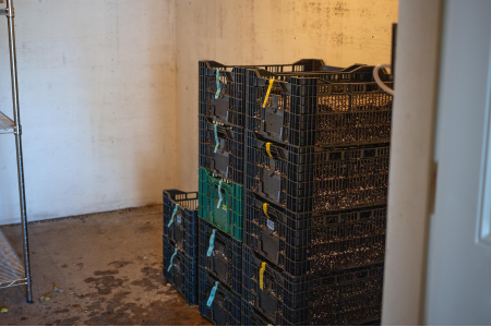 stacks of bulb crates in our cool room