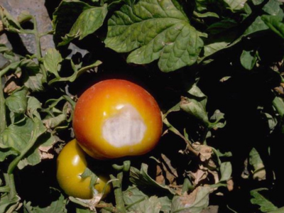 sunscald on tomato
