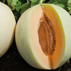 Honey Orange Honeydew Melon Seeds