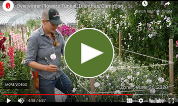 View Our Overwinter Flower Tunnel Dianthus/Carnation  Video