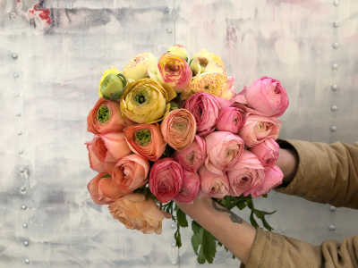 ranunculus blooms