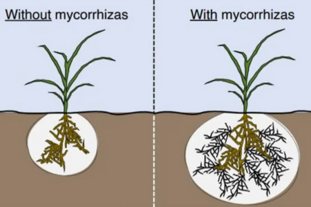 mycorrhizal fungi